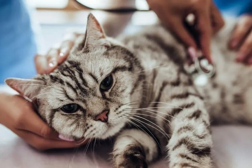 Nagła śmierć kota objawy – jak je rozpoznać i uratować pupila