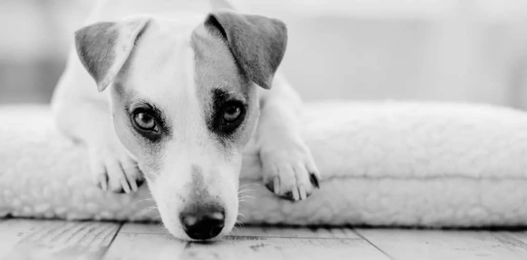 Czy spotkam swojego psa po śmierci? Wierzenia i emocje związane z utratą