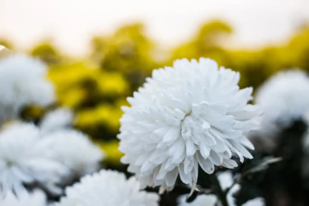 Jak wyhodować chryzantemy z cmentarza, aby przetrwały zimę i znów zakwitły