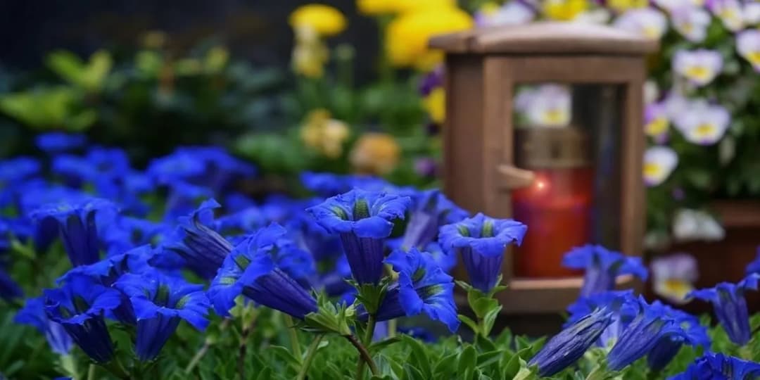 Jakie kwiaty na cmentarz zimą - piękne i odporne rośliny na chłód