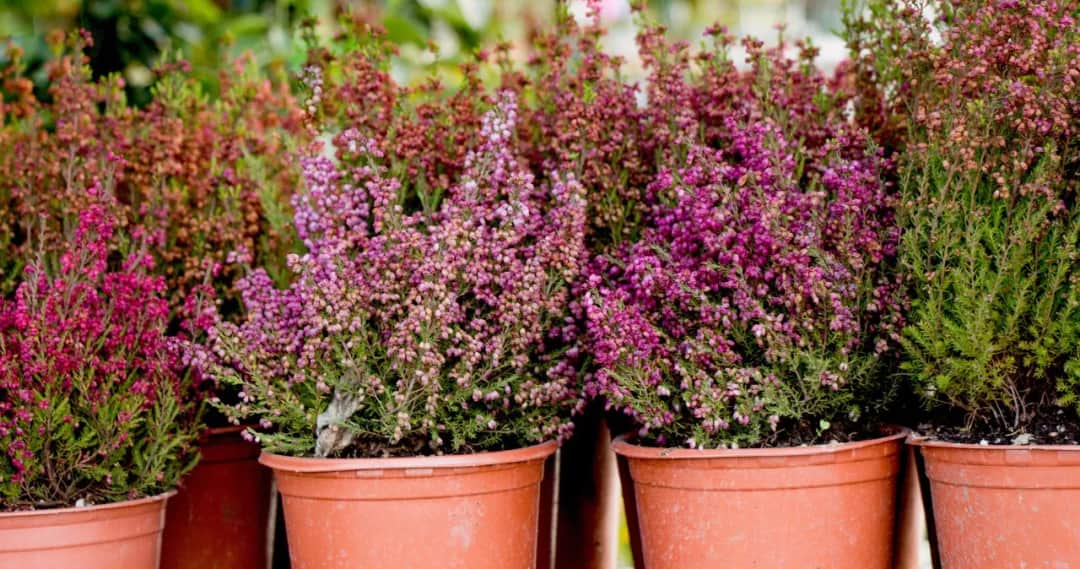 Jak pielęgnować wrzosy na cmentarz, aby długo cieszyły oko