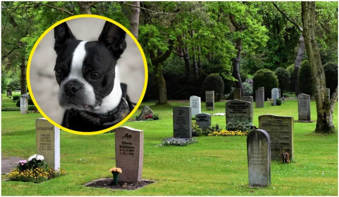 Ile kosztuje kremacja psa? Sprawdź ceny i opcje w Polsce