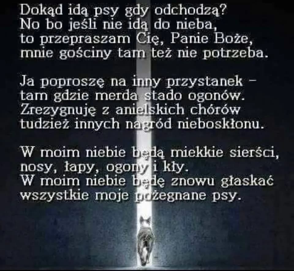 Jak pogodzić się ze śmiercią psa i znaleźć spokój w żalu