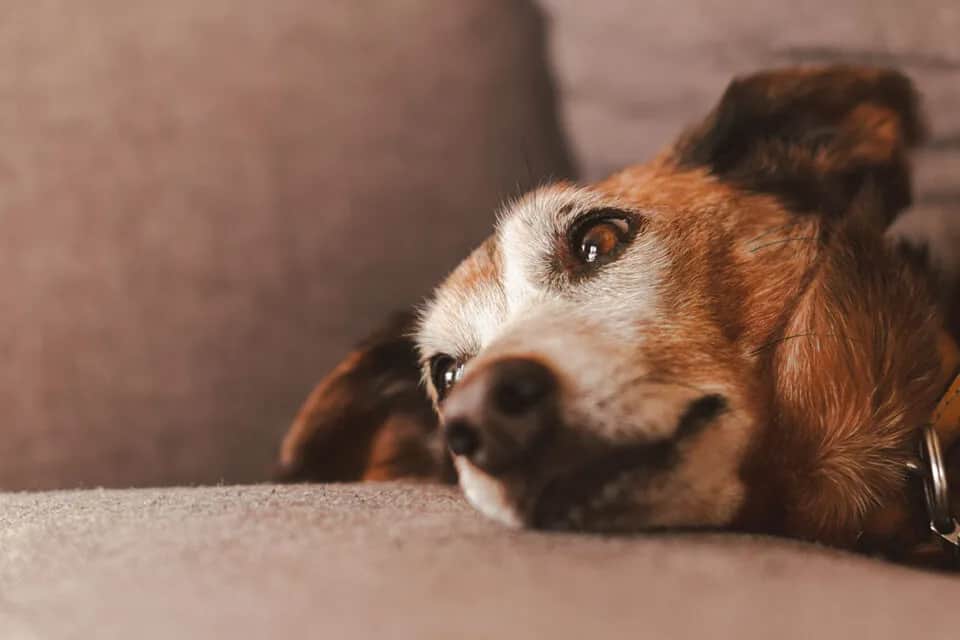 Objawy śmierci psa ze starości – jak je rozpoznać i co robić