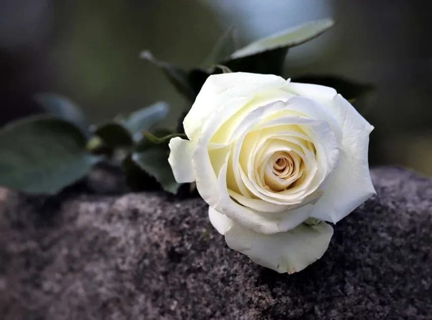 Co powiedzieć na pogrzebie, aby wyrazić szczere współczucie i wsparcie